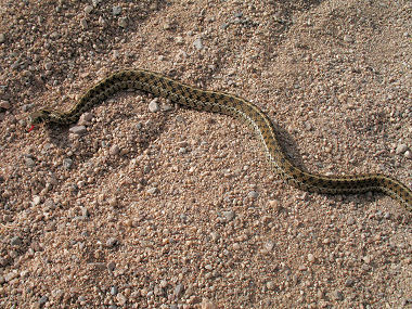 Checkered Garter Snake