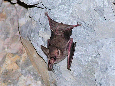 leaf nosed bat