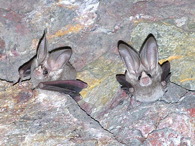 leaf nosed bat