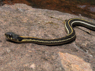 Black Snake With Green Stripes