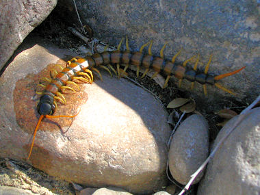 giant desert centipede