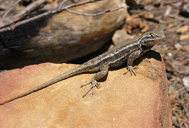 Western Fence Lizard, Nature Collective