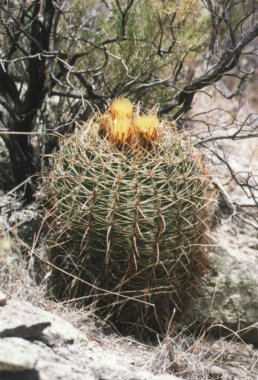 Fish Hook Barrel Cactus (Medium) - Desert Steel - Touch of Modern