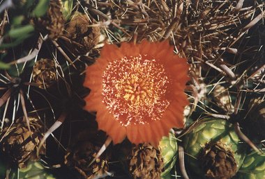 Fish Hook Barrel Cactus (Medium) - Desert Steel - Touch of Modern