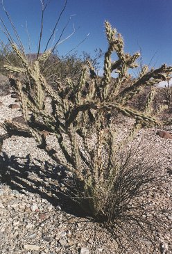 staghorn cholla