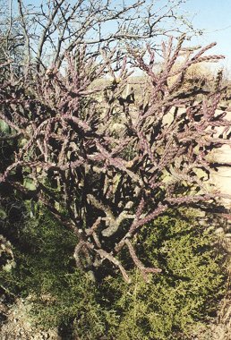 staghorn cholla